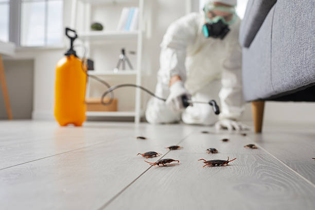 Post-Treatment Bed Bug Interceptor Monitoring in Swartz Creek